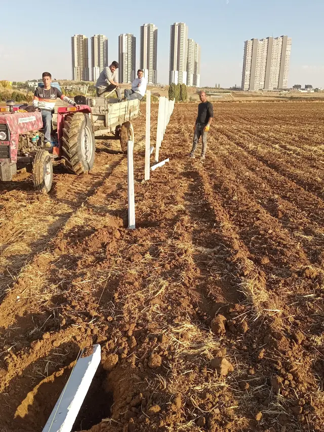 Traktörle getirilen beton çit direklerinin sürülmüş tarlaya dikilmesi